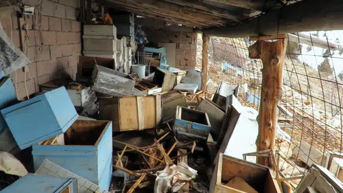 Konya'da ayı alarmı: Yüzlerce kovan tahrip oldu!