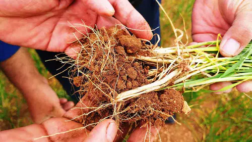 Konyalı çiftçiler dikkat! Hastalıklar hızla yayılabilir