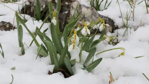 Konya’da mart sürprizi! Kar ve kardelenler bir arada
