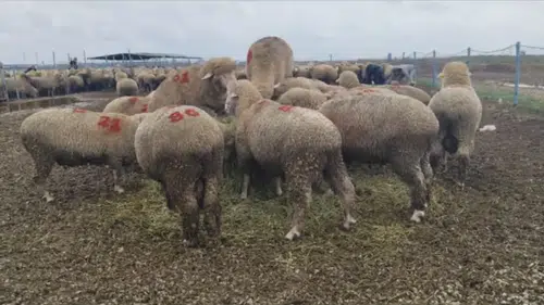 Konya’da büyük başarı! 1 koyun 1598’e çıktı