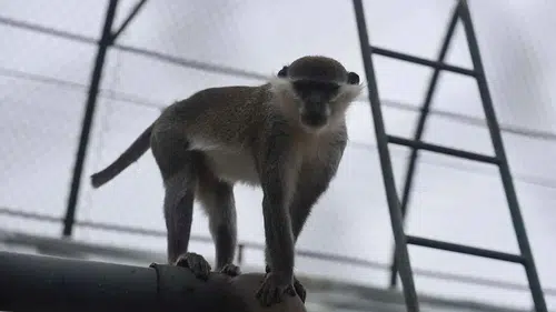 Koruma altına alındı! Denizli’de yakalandı Konya’ya getirildi