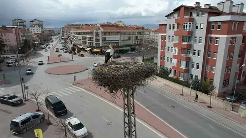 Baharın habercileri! Konya’da leylekler yuvalarına döndü