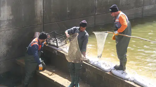 Beyşehir Gölü’nde nefes kesen kurtarma: Binlerce balık hayata döndü