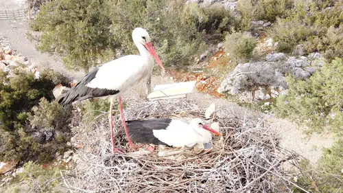 Beyşehir’de leylekler vadisi yeniden canlandı