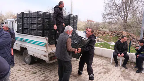 Akşehir’de üreticiye dev destek: 84 çiftçiye 126 bin çilek fidesi