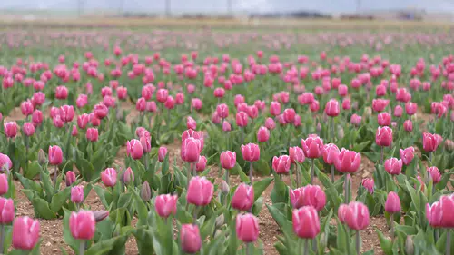Karaman’da lale tarlası kapılarını açıyor