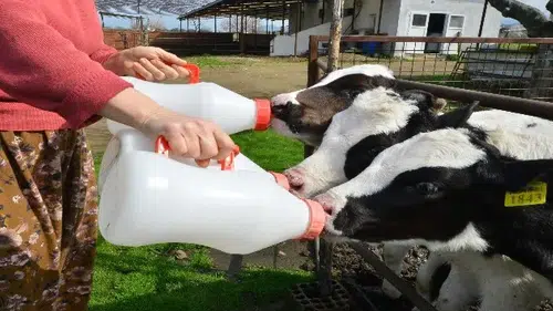 Üreticilerin beklediği süt fiyatı açıklandı
