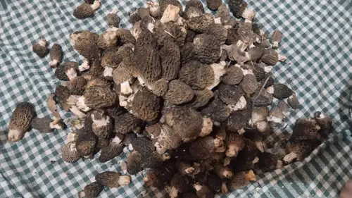 Konya'da kuzugöbeği sezonu başladı, fiyatı dikkat çekti