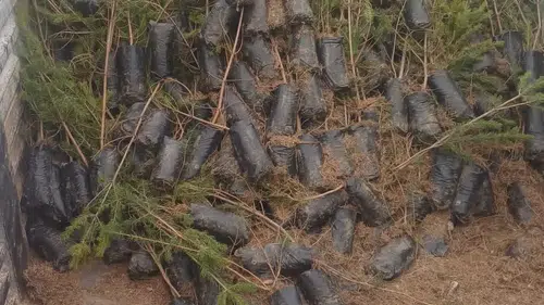 Konya’da yarın ücretsiz fidan dağıtşscak