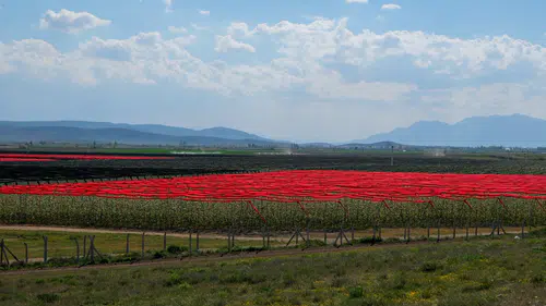 Konya ve Karaman Valisi, Türkiye’nin tek parça en büyük bahçesinde! Ne üretiliyor?