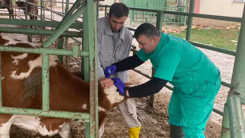 Konya’da üreticileri yakından ilgilendiriyor: Aşılama ve kontroller başladı