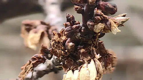 Konya’da -3 derece o meyveyi yaktı!