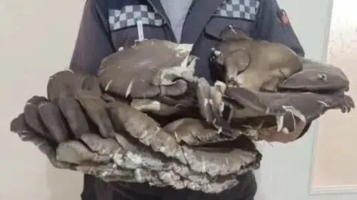 Doğada nadir rastlanıyor, Konya’da bulundu! 9,5 kilo ağırlıpında