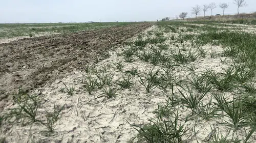 Konya Ovası’nda çekildi!  Hasat sonrası görüntü ortaya çıktı