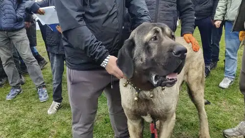 Konya’da köpek güzellik yarışması! Dev cüsseleriyle hayran bıraktılar