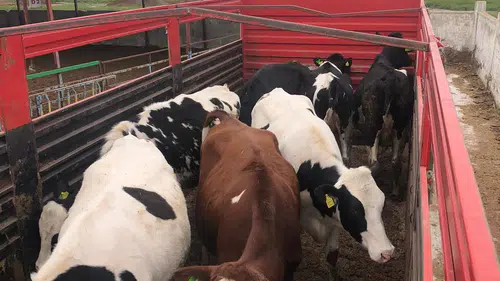 Konya’da örnek proje! Damızlıkta kalite artıyor