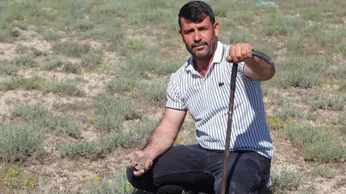 Konya’da toprağın altından servet çıkıyor! Kilosu 1700 lirayı buldu