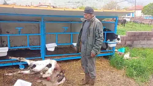 Konya'da korkunç olay! Başıboş köpekler buzağıyı telef etti