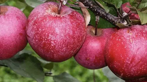 Bu elma ilk kez çiçek açtı! İçini gören bir daha bakıyor