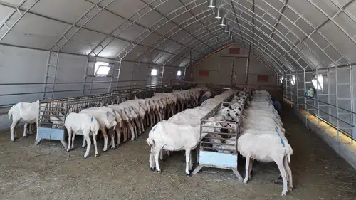 Konya hayvancılıkta fark attı! Bölgedeki her 2 hayvandan biri burada