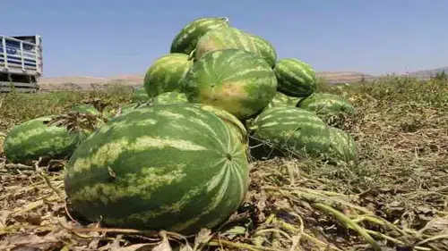 Çumra karpuzu ile ilgili büyük gelişme!