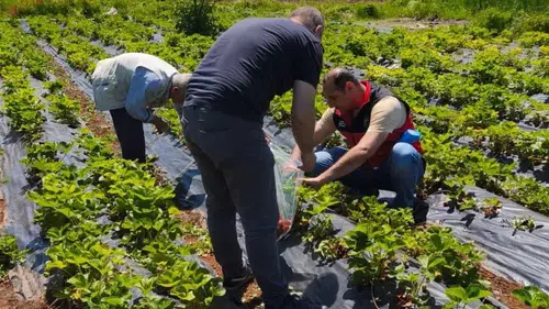 Beyşehir’de çilek hasadı öncesi sıkı denetim