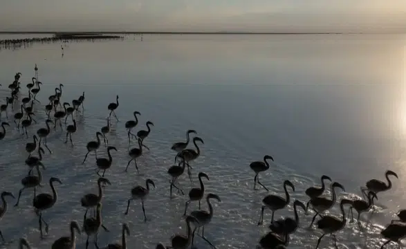 Tuz Gölü’nde kuraklık alarmı! Flamingolar artık gelmiyor