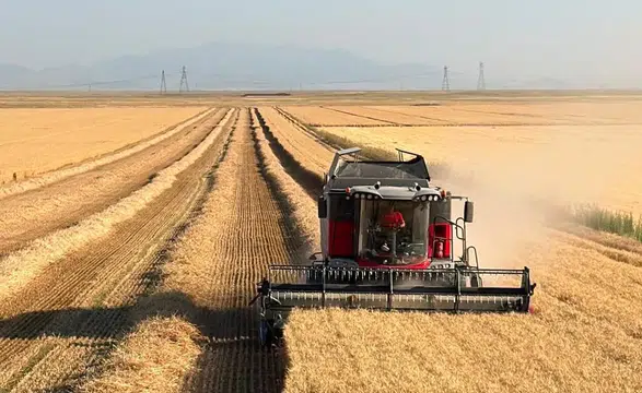 Konya Ovası'nda rekor verim! Dekarda 1 ton buğday hasat edildi