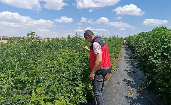 Konya’da üzümsü meyveler üretiliyor