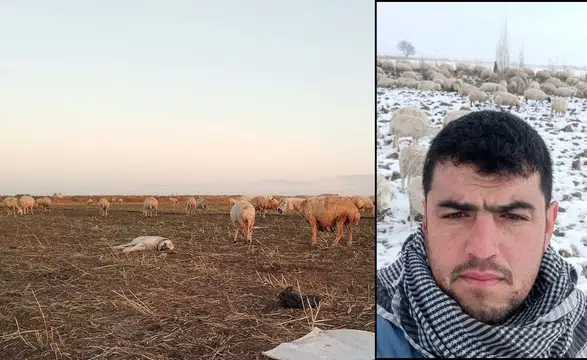 Konya’da 170 tanesi birden kayboldu! Bulana ödül verilecek