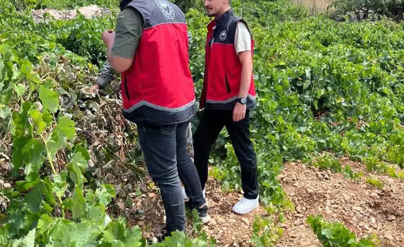 Konya üzüm bağlarında denetime çıkıldı