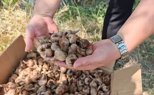 Konya’da o ürün için düğmeye basıldı! Tarlada ilk ekim yapıldı
