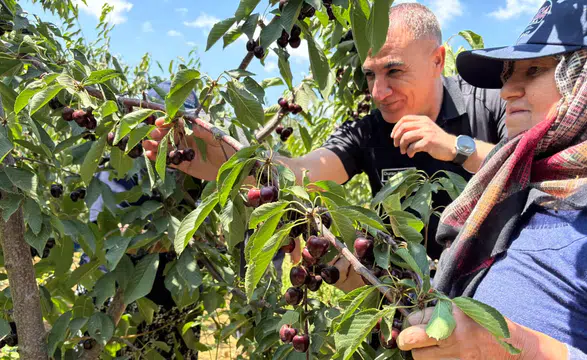 Konya’da kiraz sezonu bitmedi! Türkiye’nin son kirazları burada toplanıyor