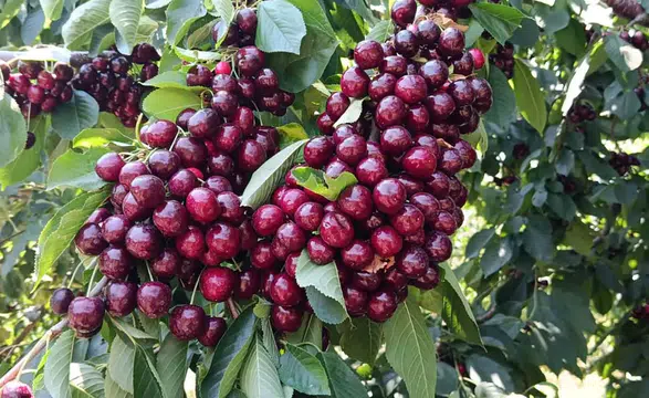 Rekolte ve kalite sevindirdi! Avrupa pazarının gözdesi Konya’dan gidiyor