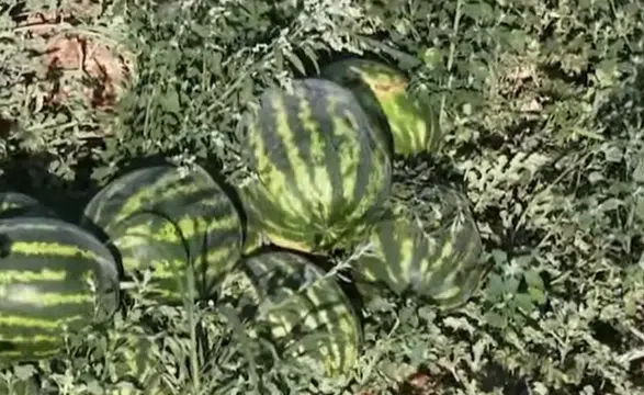 Konya’da üretilen karpuz tadı damaklarda bırakıyor!