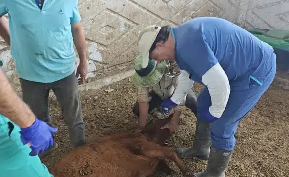 Konya’da hastalık şüphesi olan hayvanlardan numune alınıyor!