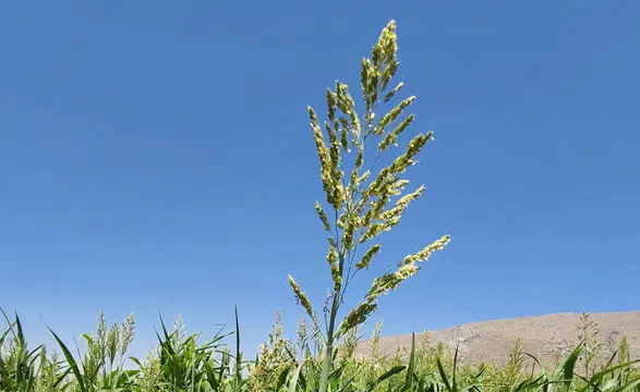 Konya'da kuraklığa rağmen yüzler güldü! O ürün üreticiyi sevindirdi