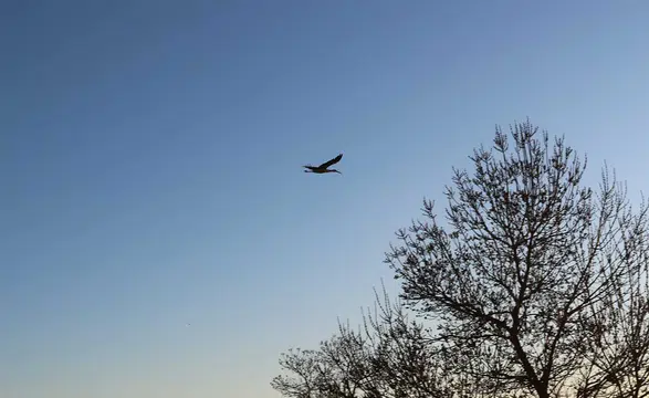 Konya'da baharın müjdecisi leylekler görüldü