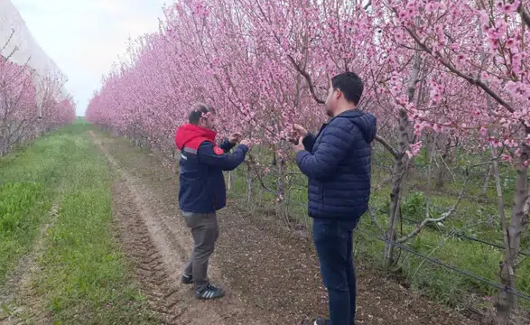 Konya’da zirai don alarmı! Ekipler bölgede