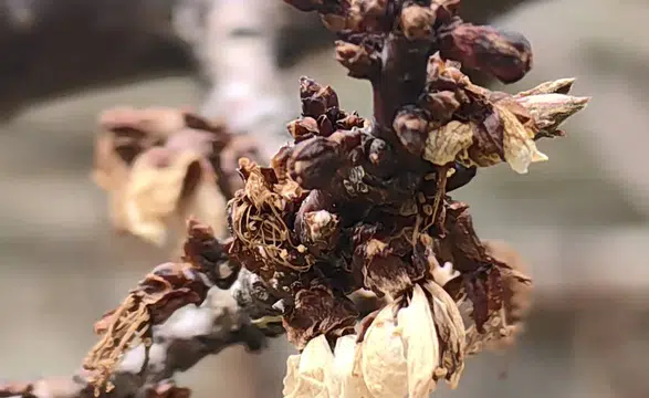 Konya’da -3 derece o meyveyi yaktı!