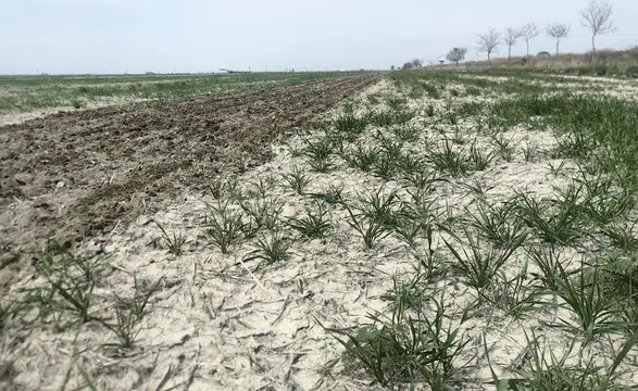 Konya Ovası’nda çekildi!  Hasat sonrası görüntü ortaya çıktı