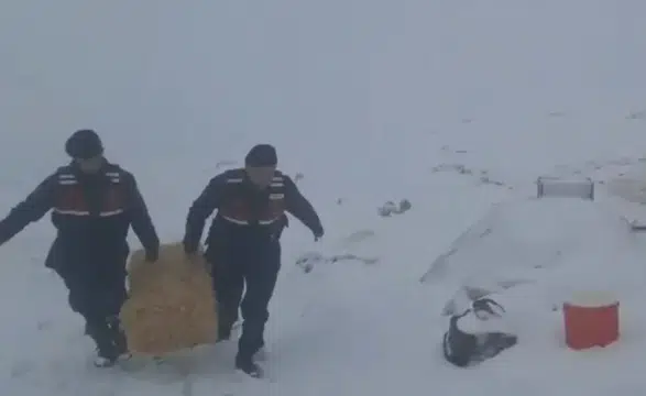 Konya’da duygulandıran müdahale! Saman balyalarıyla hayat kurtarıldı