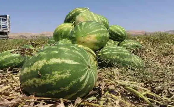 Çumra karpuzu ile ilgili büyük gelişme!