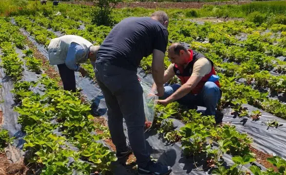 Beyşehir’de çilek hasadı öncesi sıkı denetim