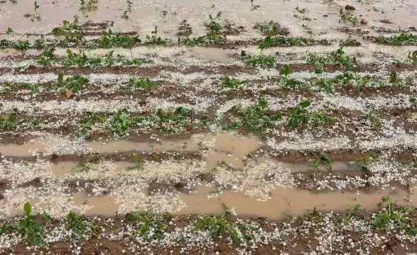 Konya’da korkutan görüntü! Çiftçiler tarlalarına koştu