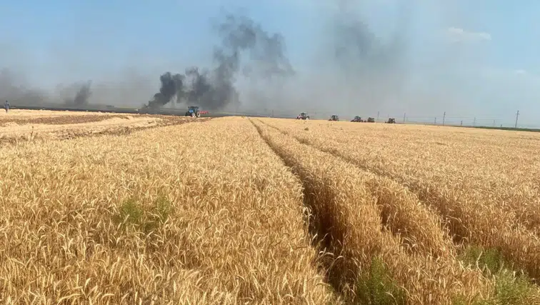 Konya'da hasat öncesi büyük kayıp! 500 dekarlık buğday tarlası yandı