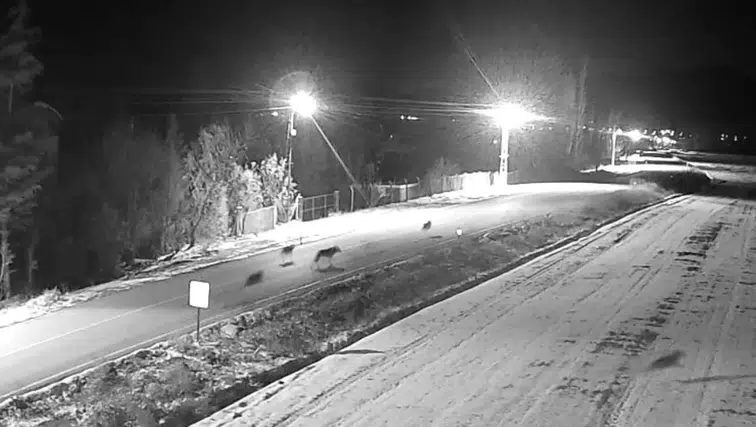 Konya'da kurt sürüsü yerleşim yerlerine indi