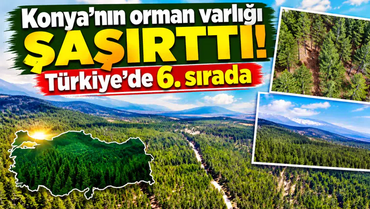 Konya’nın orman varlığı şaşırttı! Türkiye’de 6. sırada