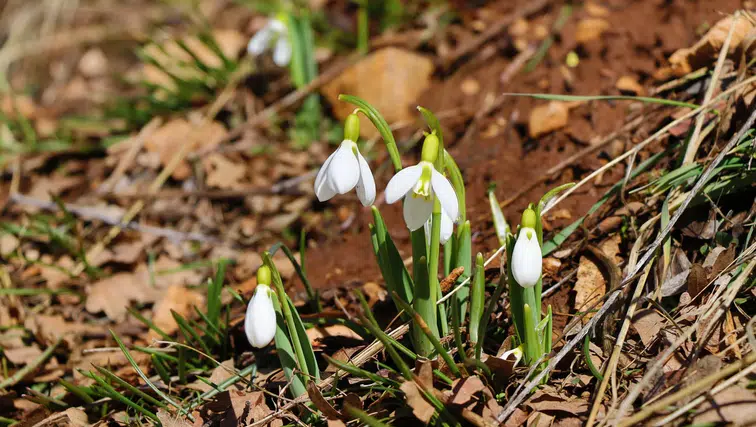 Yüksek kesimlerde çiçek açtı! Konya’da bu bitkinin sökümü yasak