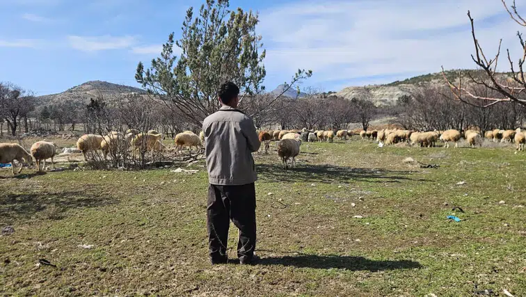 Maaş 130 bin TL'ye çıktı! Konya'da çoban bulmak zorlaştı